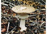 Amanita australis