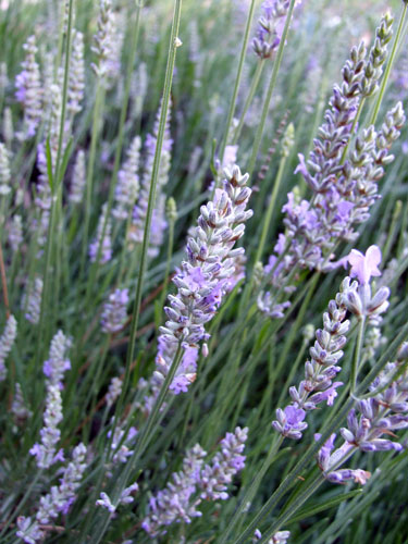2010_06_18_lavender2