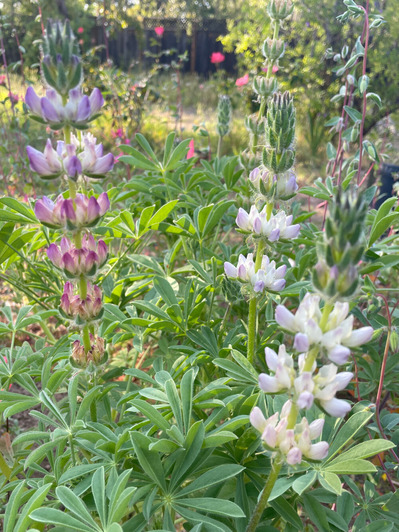 2025-05-02-meadowscape5