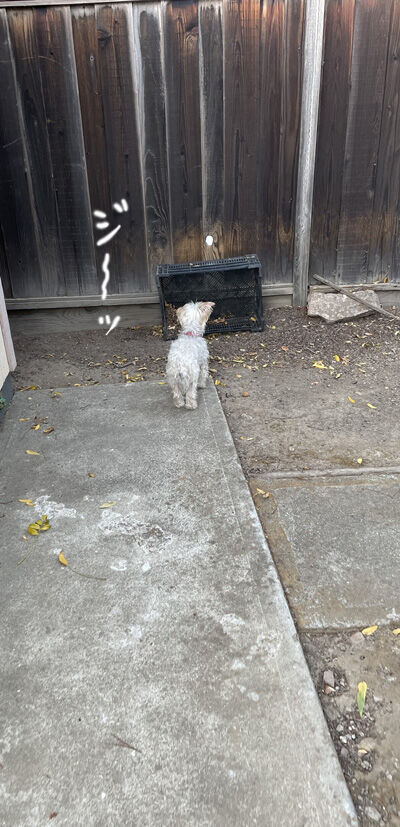 2021-10-09-dog9