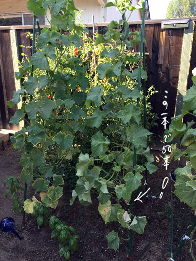 2021-09-07-veggie2
