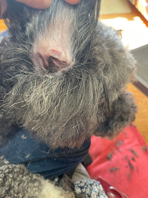 2025-11-18-teddybearcut6