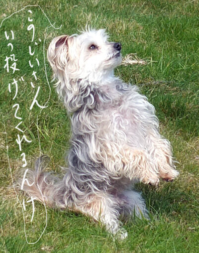 2021-03-14-rasta3
