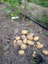 2010_06_24_potatoes