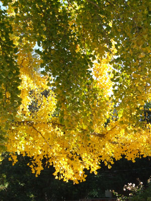 2013-11-10-ginko5