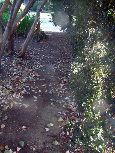 2016-10-05-jamrecipe1