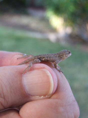 2015-09-18-lizard