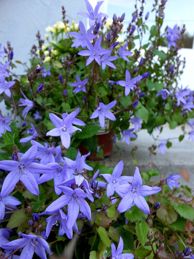 2023-06-14-flowers3