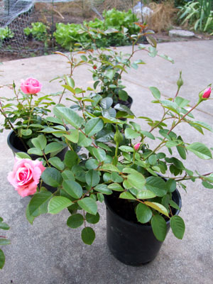 2011_08_02_rose2