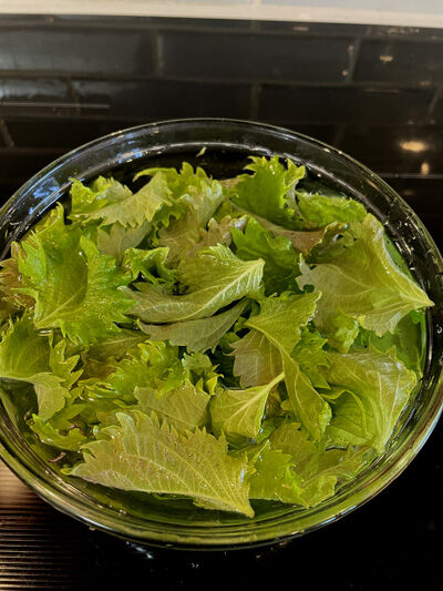 2023-07-04-shiso3