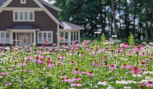 2025-05-02-meadowscape2