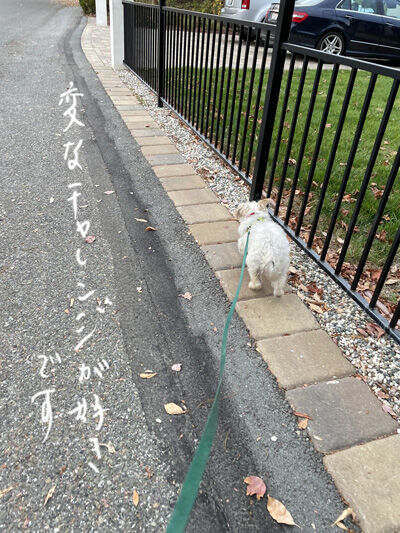 2021-11-18-rasta3