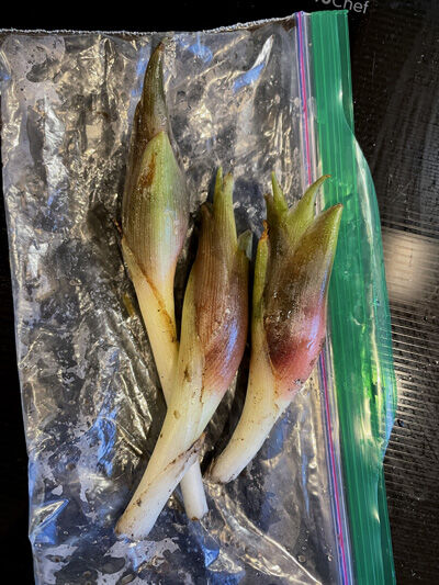 2022-08-05-dinner3