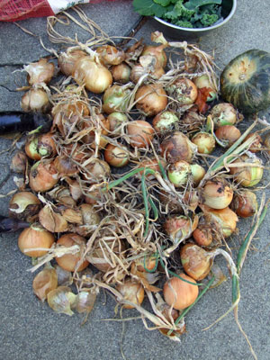 2013-09-29-onions