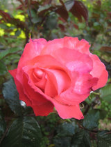 2010_04_03_rose