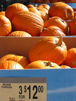 pumpkins