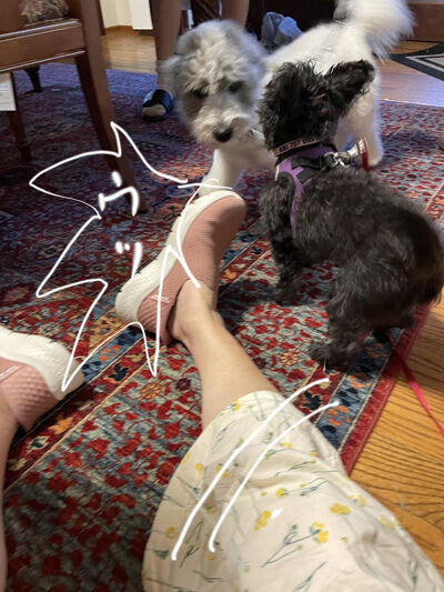 2024-06-30-dogs4