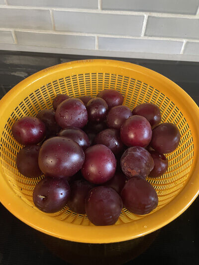2023-07-07-plum7