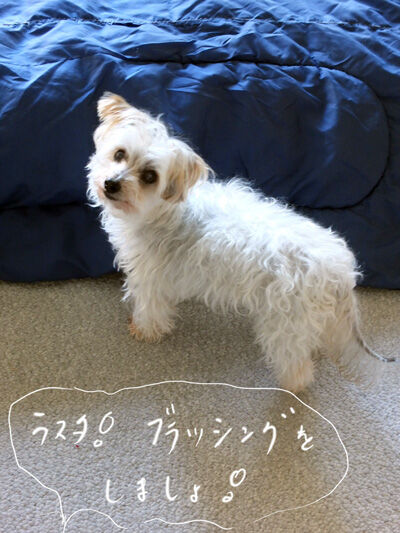 2022-03-25-rasta1