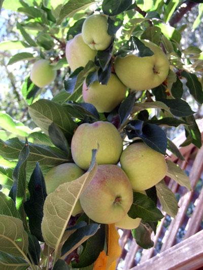 2016-07-11-apples4