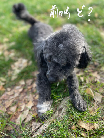 2024-12-16-oreo2