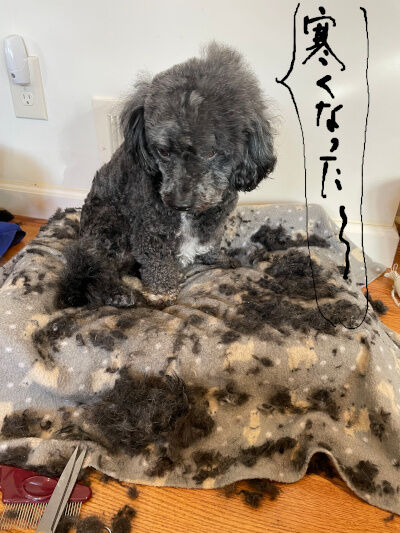 2024-12-17-oreo1