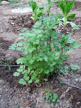 2010_10_14_cilantro