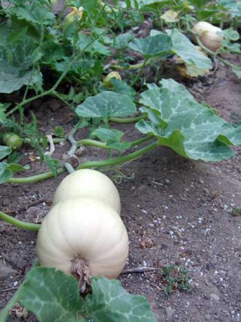2014-08-10-squash