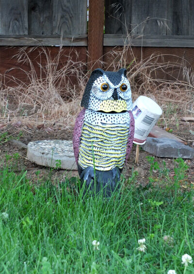 2021-06-10-owl2