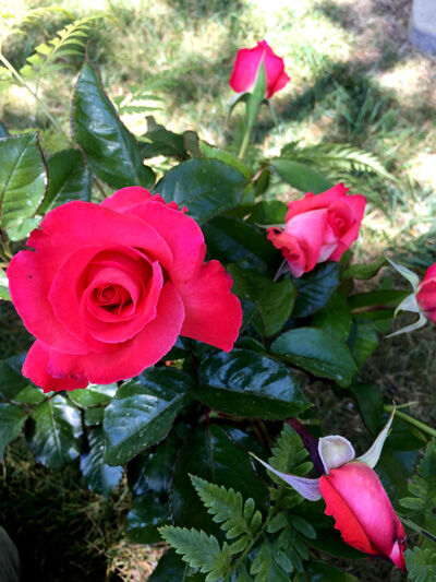 2021-04-17-rose1