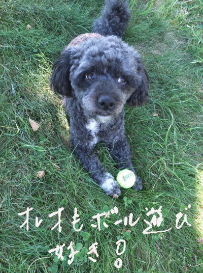 2025-07-14-oreo1