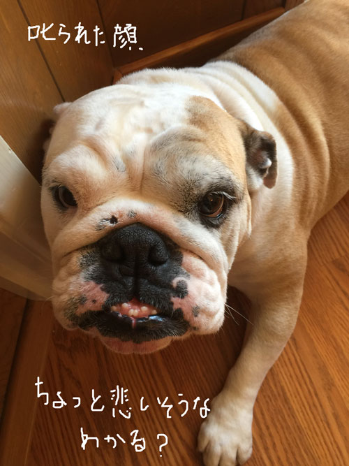 2019-01-01-bull2