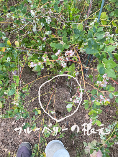 2026-04-19-gopher7