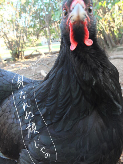 2021-03-02-hen2