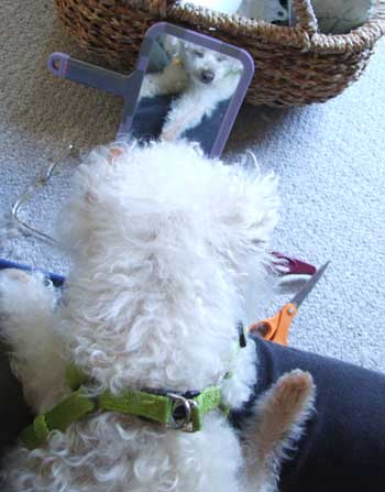 2015-05-30-chibitrim2