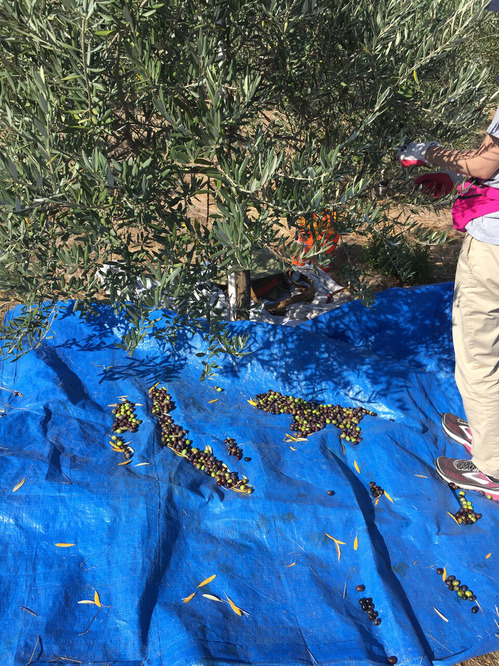 2019-11-07-farm4