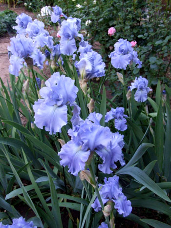 2013-05-08-iris