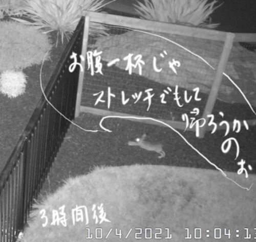 2021-10-06-animal4