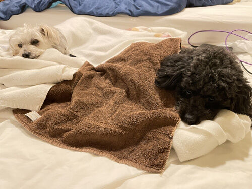 2023-07-10-dogs6