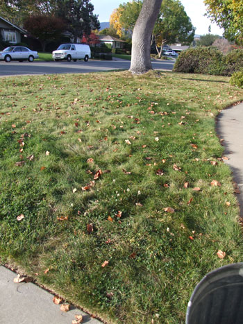 2012-11-15-leaves2