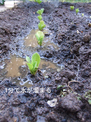 2013-06-20-lettuce