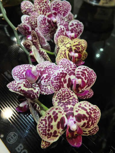 2022-02-14-orchid5