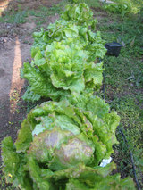 2010_04_29_lettuce