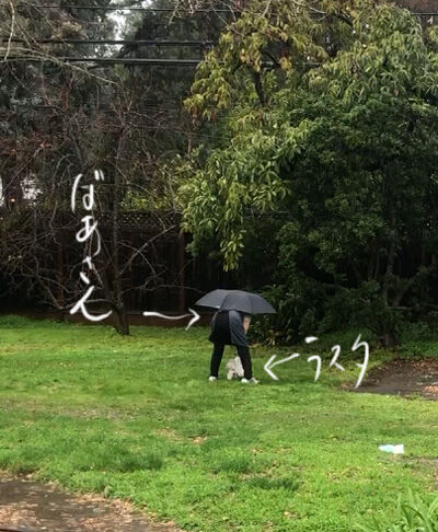 2022-12-31-dogs2