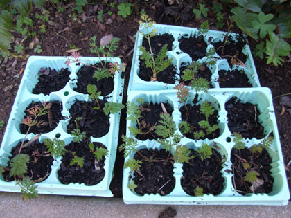 2012_03_18_leaves