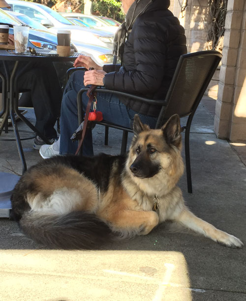 2019-01-12-dog1