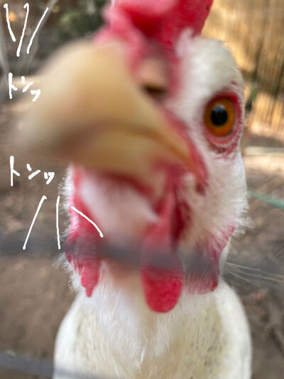 2024-09-16-chicken5