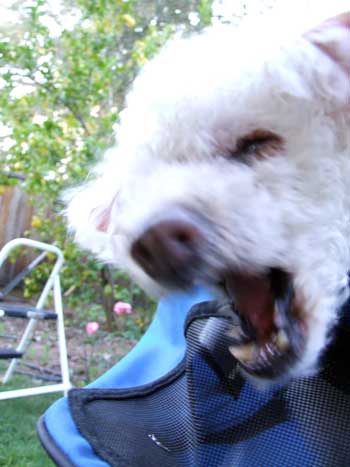 2015-06-02-chibimed1