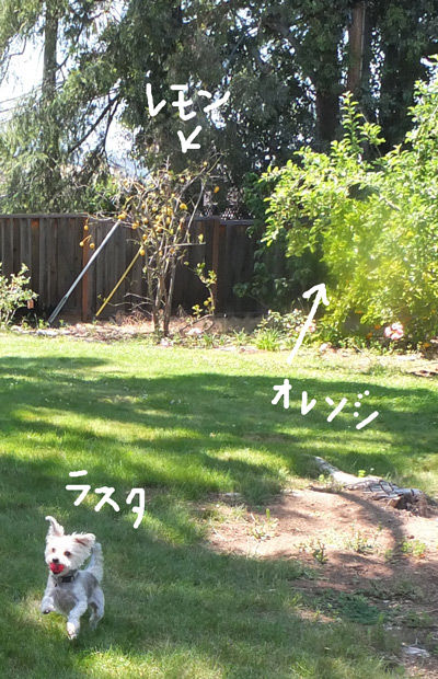 2019-06-21-yard2
