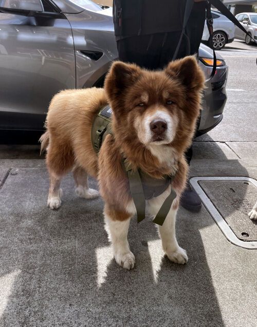 2026-01-30-husky1